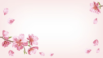 Fototapeta na wymiar Pink sakura flying petals background