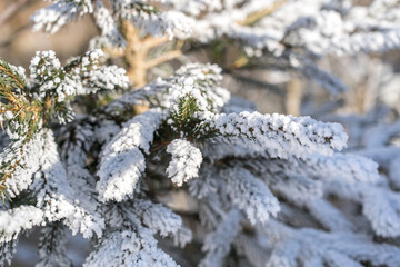Sun shining through trees