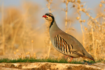 Chukar Partridge (Alectoris chukar) is one of the most beautiful singing songs in the world