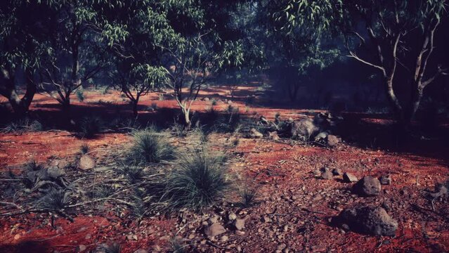 australian outback with trees and yellow sand