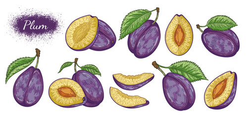 Plum sketch. Berries set. Plum on a white background. Great for labels, posters, print.