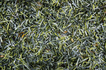 Green christmas background