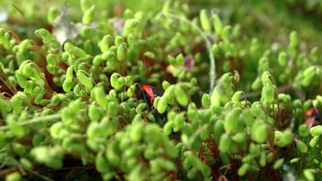 Firebug, Pyrrhocoris apterus, is a common insect of the family Pyrrhocoridae.