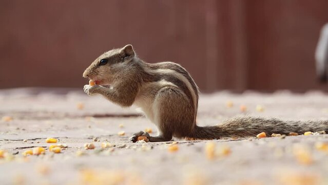 Indian palm squirrel or three-striped palm squirrel (Funambulus palmarum) is a species of rodent in the family Sciuridae found naturally in India (south of the Vindhyas) and Sri Lanka.