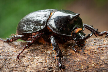 Rhino or rhinoceros beetle sp. KwaZulu Natal. South Africa