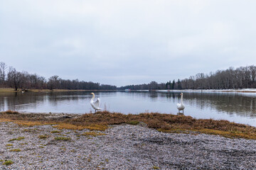 View over Kuhsee lake with seagulls ducks and swans near Augsburg on a cold gray winter day