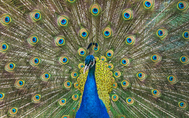 Obraz premium Wild animal world. Peacock with open colorful tail.