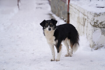 community dog ​​on a street full of snow.