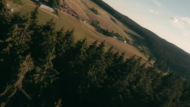 Dynamic flight footage from racing drone moving fast in between the tree tops of a beautiful spruce forest in Sihla, Central Slovakia. Descending towards a herd of Hucul horses grazing on a pasture.