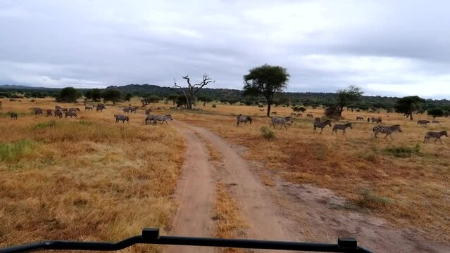 Safari drive in african savannah between herd of wild zebras during dry season on dirty road