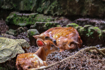 A spotted deer with the Latin name Axis is brown in color in a zoo enclosure