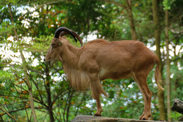A mountain goat with the Latin name Ammotragus lervia is brown in color in a zoo cage