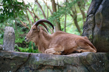 A mountain goat with the Latin name Ammotragus lervia is brown in color in a zoo cage