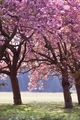 Obraz premium Amazing pink cherry blossom trees in norfolk