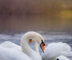 Closeup portrait of beautiful white swans on the river on cold winter morning. Symbol of purity and fidelity. Lovely bird