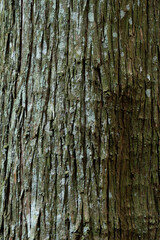 スギの木の表面