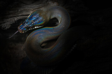 Black beauty snake with colorful scale from Papua New Guinea using tongue find suspicious in natural background. White lipped python (Leiopython albertisii) show S curve and rainbow spectrum on body