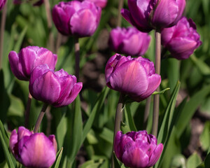 Fototapeta premium Flowers of double tulips of purple color