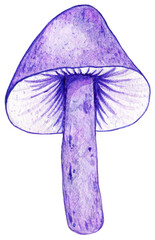 Watercolor purple poison mushroom illustration. Forest autumn nature plant
