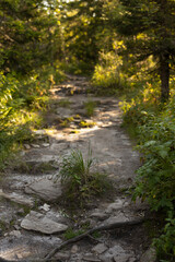 Summer landscape with path in green deciduous forest with boulders, ground, roots, green grass in sunny day with golden sunbeams. Beautiful wild outdoors for hiking and adventure, vertical, blur.