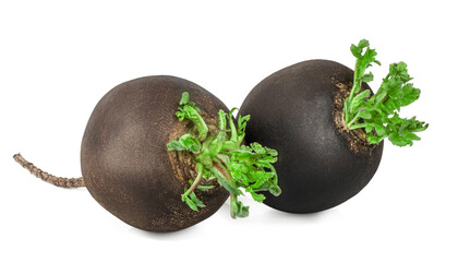 Black radish isolated on a white background