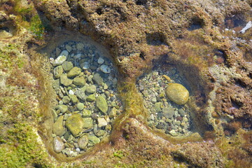 Sea Coral Water Waves stones stonebeach alges