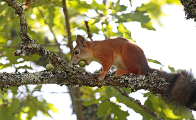 Naklejka na ściany i meble Squirrel on a tree finding acorns
