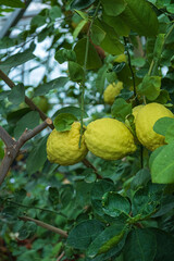 lemon tree in the greenhouse
