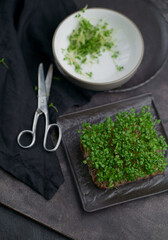 Close-up of microgreens. Germination of microgreens. Germination of seeds at home. Vegan and healthy food concept. Germinated seeds, micro grasses. Growing sprouts.