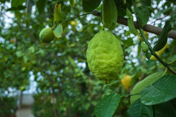 lemon tree in the greenhouse