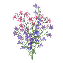 Bouquet with violet and pink ragged-robin, bluebell field wildflowers. Watercolor hand painting illustration on isolate white background.