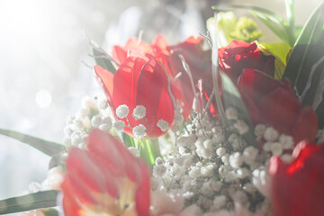 Close up of red tulips and white small flowers on light background with copy space