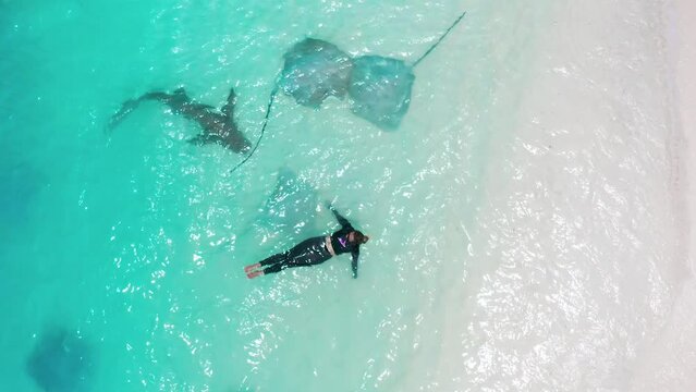A woman swims with stingrays and sharks in the turquoise water of the sea on a white sand beach on the island of Fulidhoo in the Maldives. Aerial top view