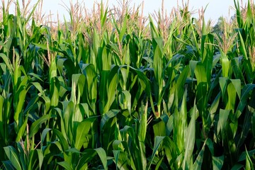 Fototapeta premium green grass in the wind