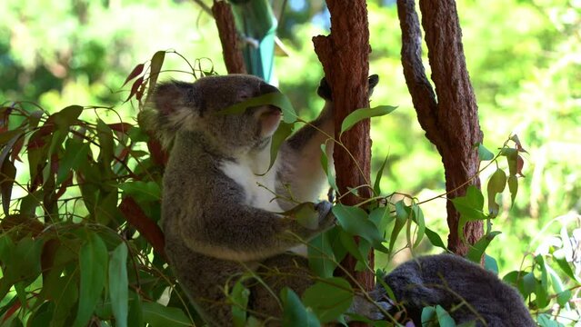 Hungry herbivorous koala, phascolarctos cinereus sitting on treetop, grabbing with its paw, munching on delicious fresh eucalyptus leaves in wildlife sanctuary, Australian native animal species.