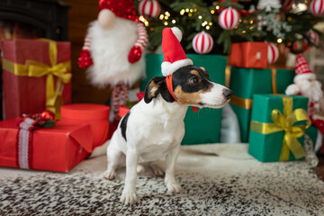 Funny cute puppy dog wearing Christmas costume red Santa Claus hat with gift box lying down near Christmas tree at home indoor. Happy Merry Christmas concept