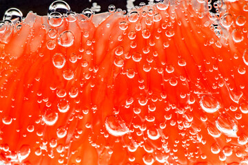 Grapefruit slice peeled in water with air bubbles, illuminated from below, close-up macro view, red...