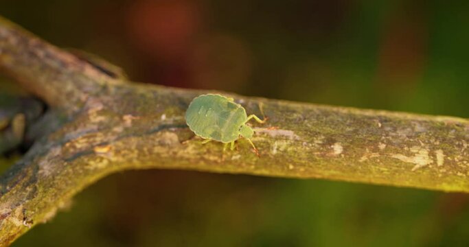 Forest green shield bug (Palomena prasina) green stink bug is a species of shield bug in the family Pentatomidae, found in most of Europe. It inhabits forests, woodlands, orchards, and gardens