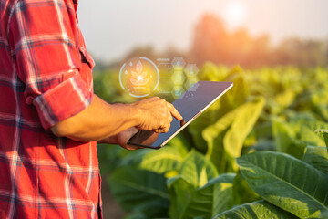 Farmer working in the field of tobacco tree and using digital tablet to find an information or...