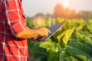 Farmer working in the field of tobacco tree and using digital tablet to find an information or analyze on tobacco plant after planting. Technology for agriculture Concept