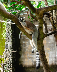 lemur on tree © Jonathan