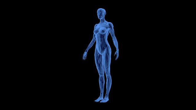 Female X-Ray Rontgen Anatomy 3D Animation Transparent Alpha Video
