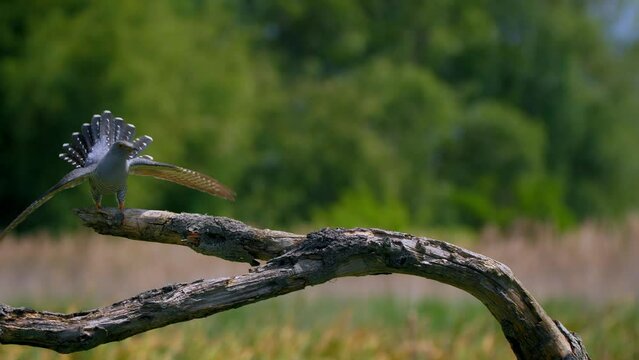 Common cuckoo being attacked by sedge warbler, birds fighting