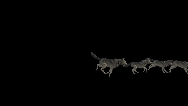 Wolfpack Run 3D Animation Transparent Alpha Video