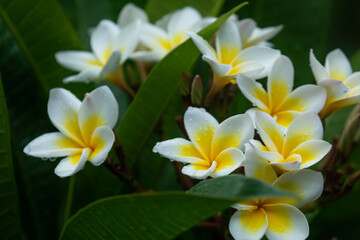 frangipani plumeria flower