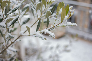 young olive branches with snow