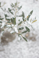 young olive branches with snow