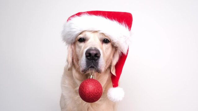 Cute Christmas dog wearing a red Santa hat sits on a white background holding a Christmas tree ball. Christmas or New Year card with a golden retriever.