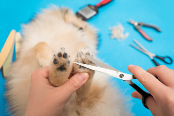 Haircut of dog paws with scissors at home, dog grooming, pomeranian care