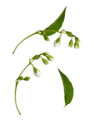 Fototapeta Set of jasmine flowers and leaves isolated on white or transparent background obraz